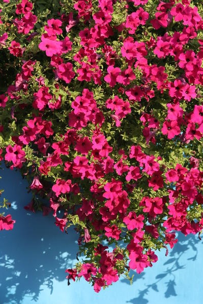 Diamond H Purple (7 seminte) Petunia hybrida grandiflora curgatoare, flori violet, Seklos