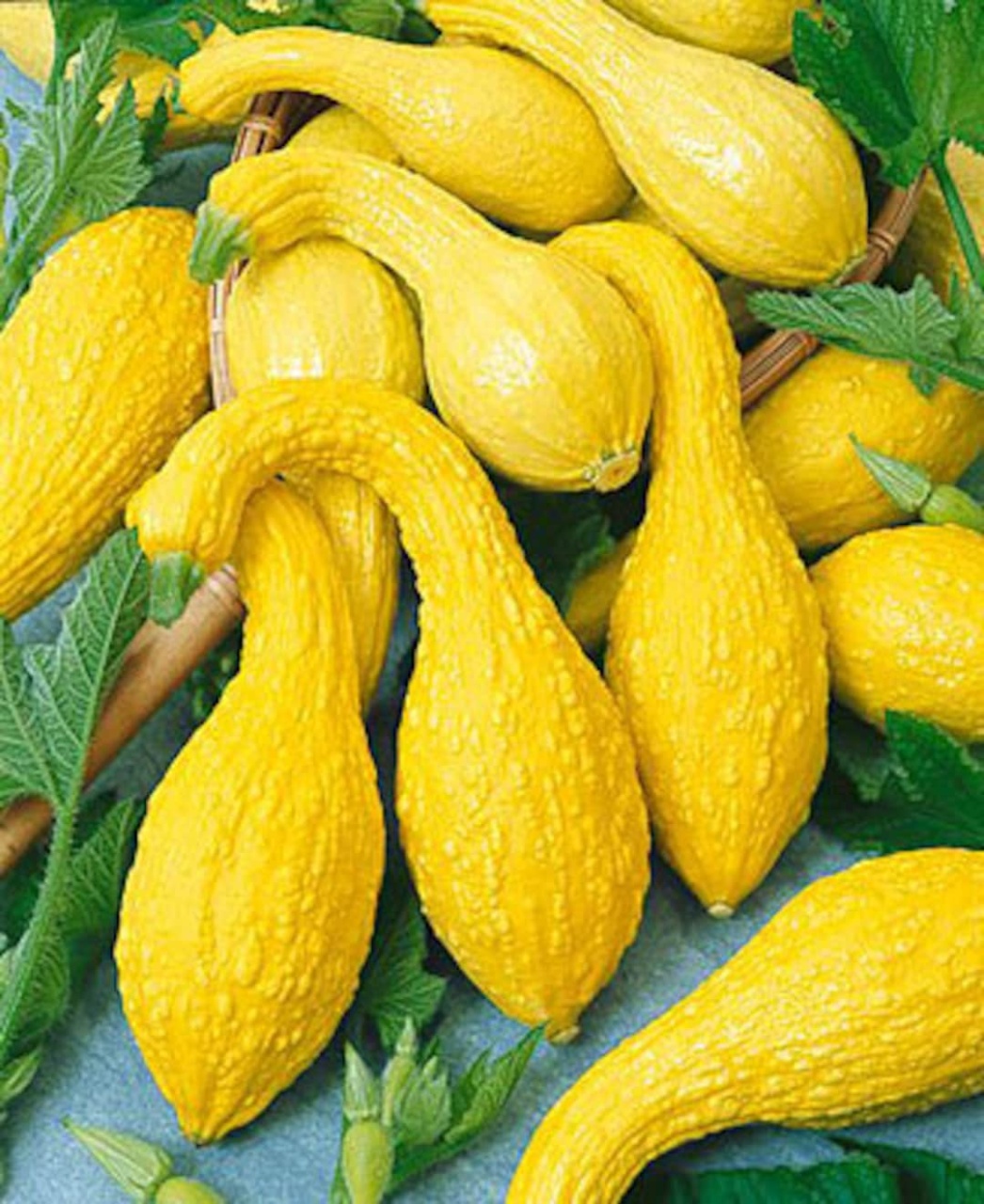 Dovlecei decorativi Yellow Crookneck (1 g) seminte dovleac decorativ galben intens, Legutko