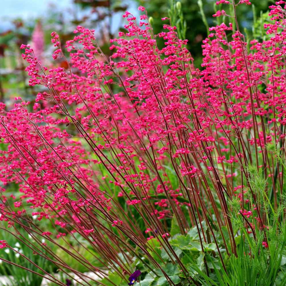 Firefly (5000 seminte) Heuchera-Clopotei de Coral, decorativa tot timpul anului, Seklos
