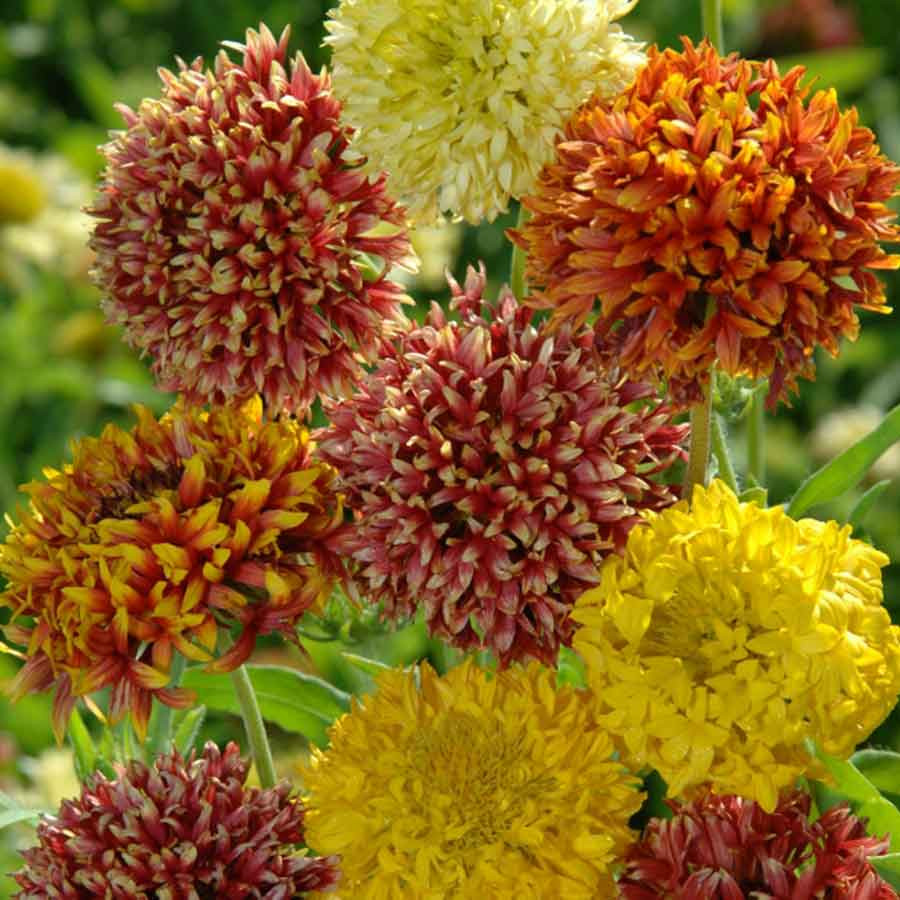 Fluturei dubli mix seminte (0.4 gr) planta viu colorata, Agrosem