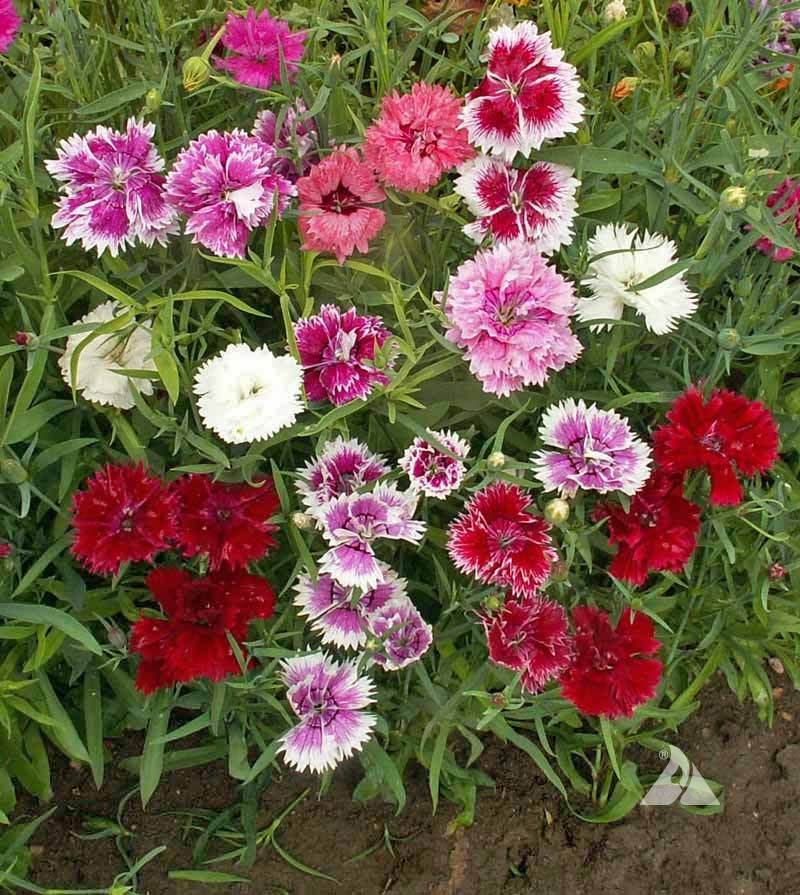 Garoafe chinezesti (0.3 gr) seminte de garoafe mixtura, Mefim Agro