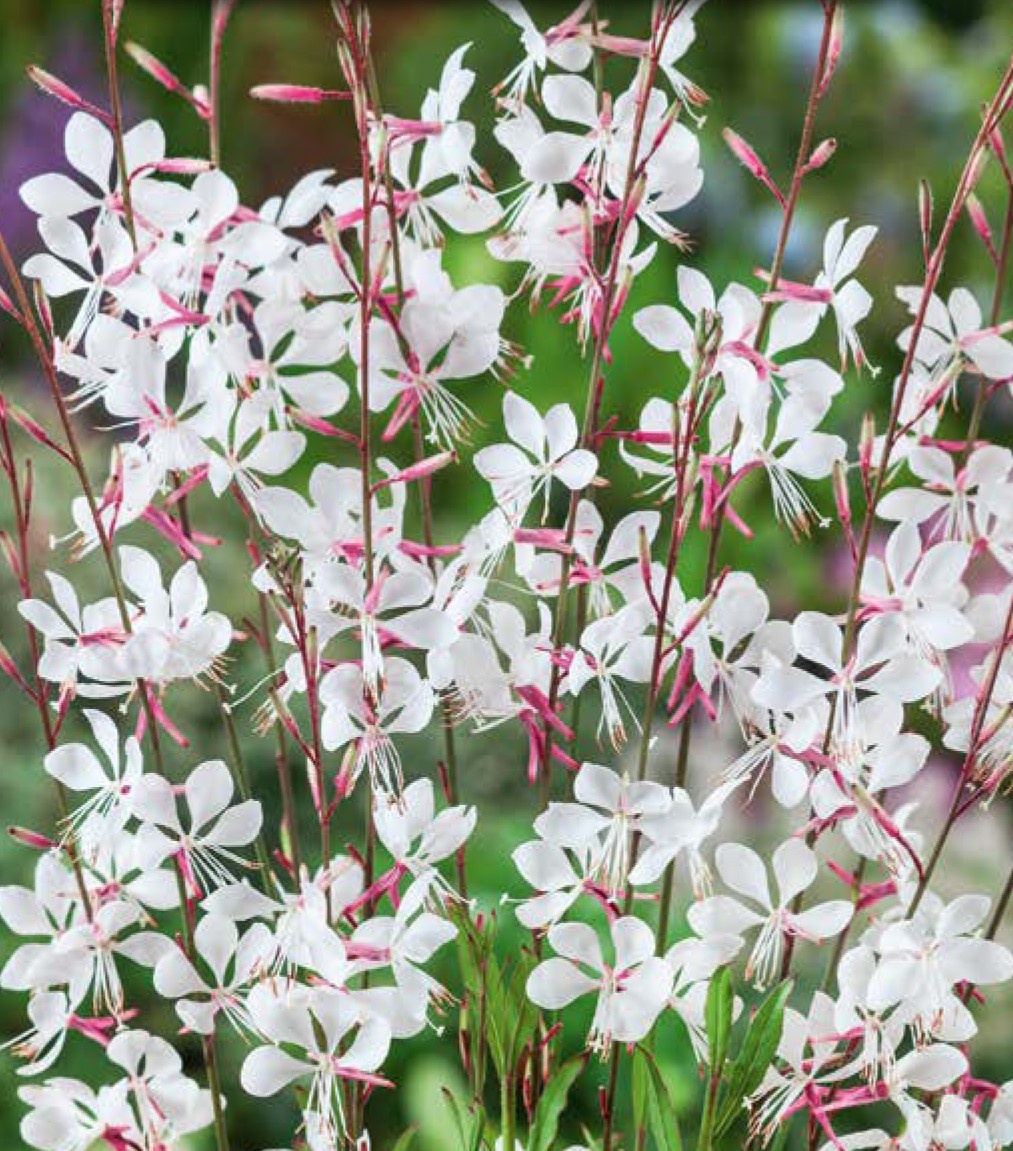 Gaura Biala (0,5 gr) seminte Oenonthera lindheimeri - Floarea Albinei, flori delicate albe, Toraf