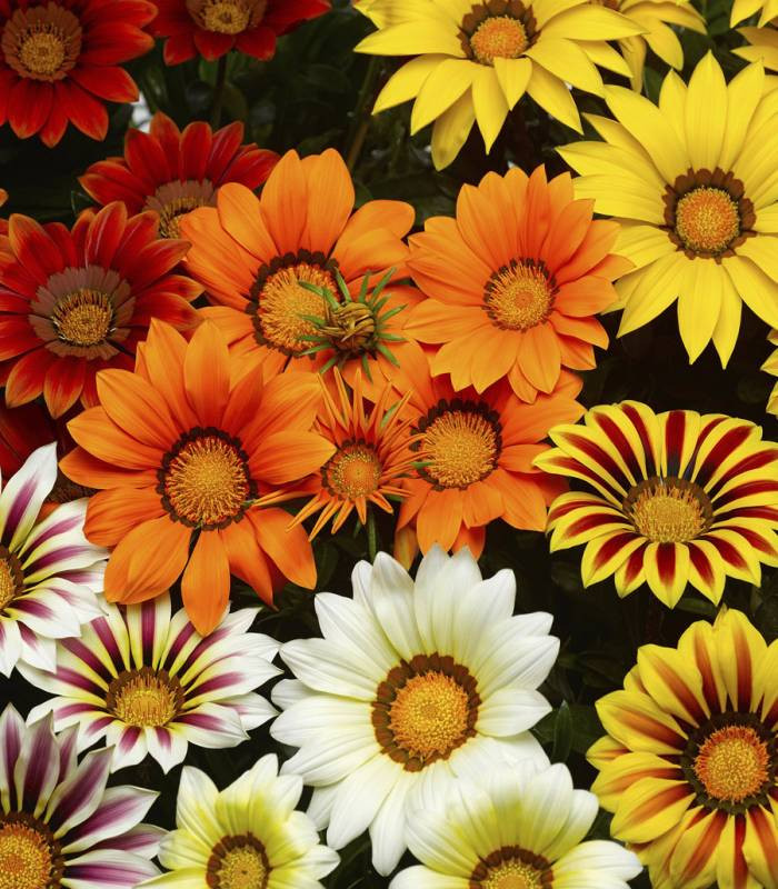 Gazania mix (0.1 gr) seminte de plante anuale cu flori superbe, divers colorate, Agrosem