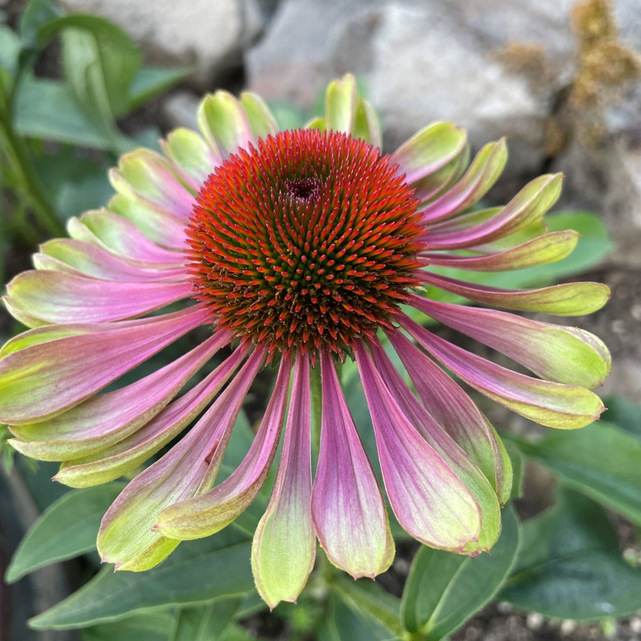 Green Twister (0.3 gr) seminte Echinacea purpurea, flori bicolore verde-lime cu roz, proprietati medicinale, Toraf