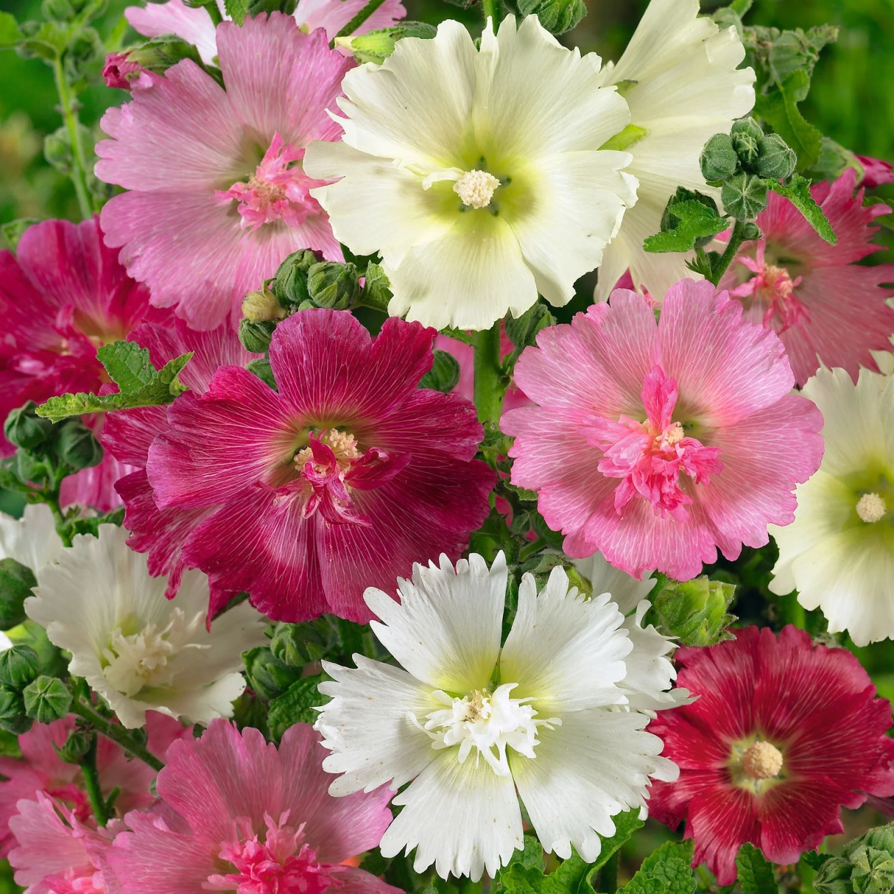Hollyhock Majorette (150 seminte) Nalba de Gradina flori mari, diferite culori, Seklos
