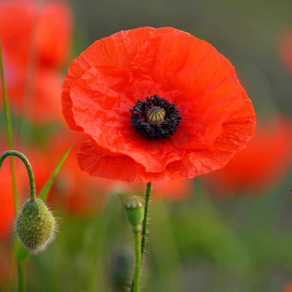 Mac rosu de camp (100 gr) seminte planta anuala salbatica, Papaver rhoeas, Toraf