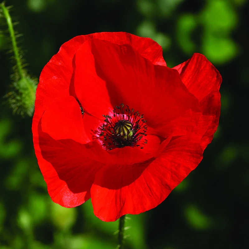 Mac rosu de camp Poppy Red (5000 seminte) de mac flori stralucitoare rosu aprins, inflorire abundenta, Agronom