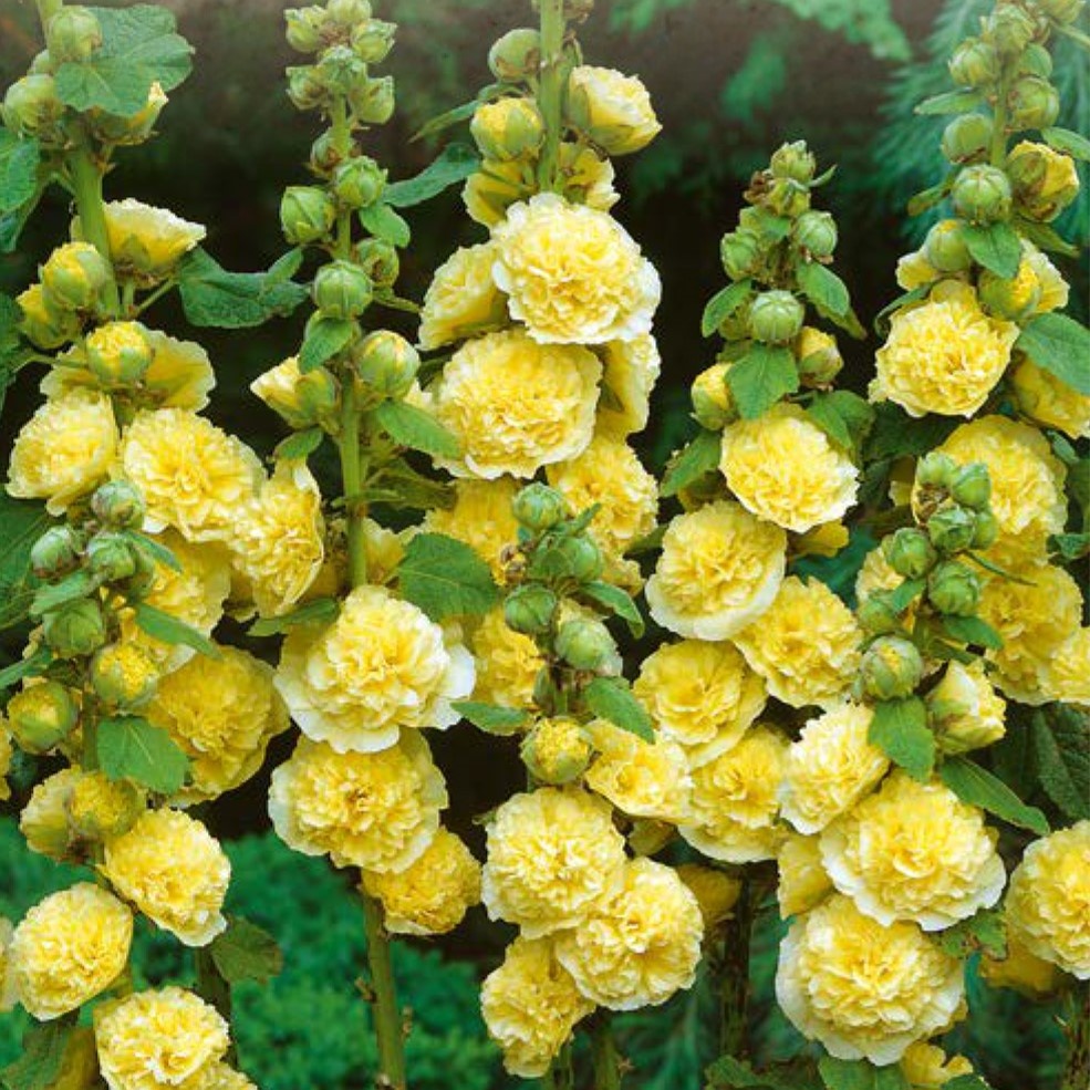Malwa Ogrodowa - Nalba de Gradina galbena (0.5 gr) seminte Nalba de Gradina flori mari, batute, galbene, Toraf