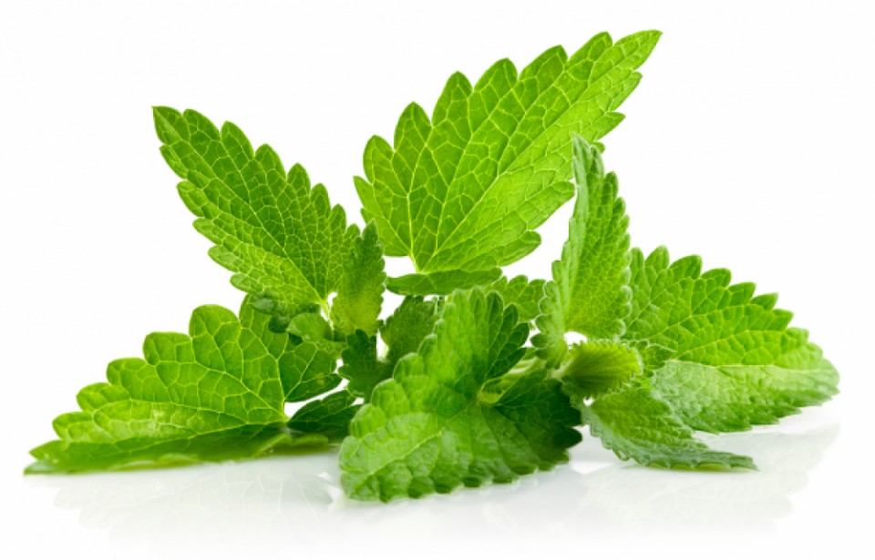 Menta (800 seminte) planta aromatica si medicinala, Florian
