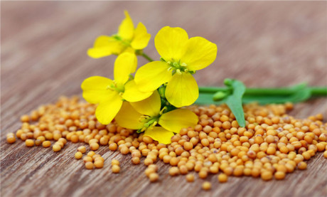 Mustar Alb (8 gr) - Seminte Plante Aromatice Mustar Alb de la Agrosem