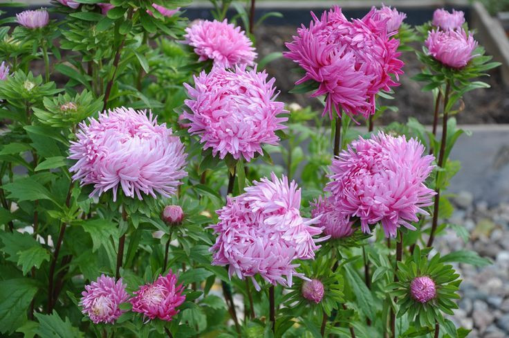 Ochiul boului Contraster pink-white (0.4 gr) seminte de ochiul boului cu flori rmari, roz cu marginile albe, Agrosem