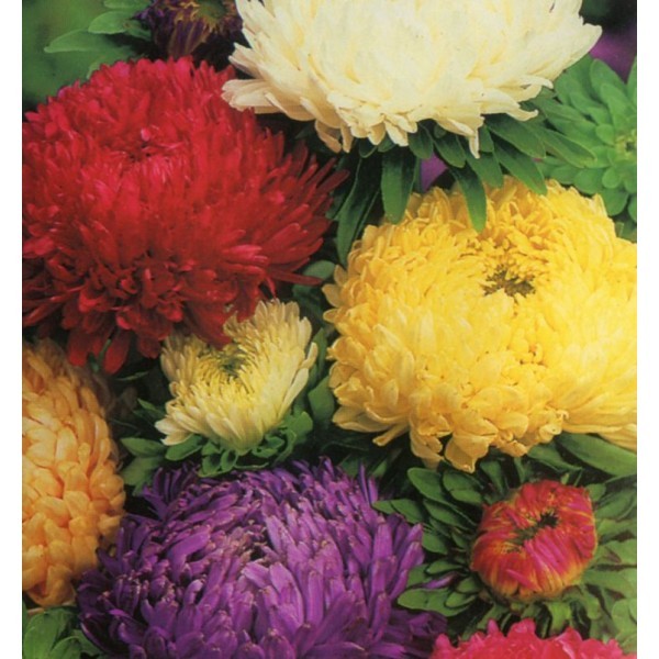 Ochiul Boului Paeonia Mix (0.3 gr) seminte de ochiul boului cu flori mari, divers colorate, Agrosem
