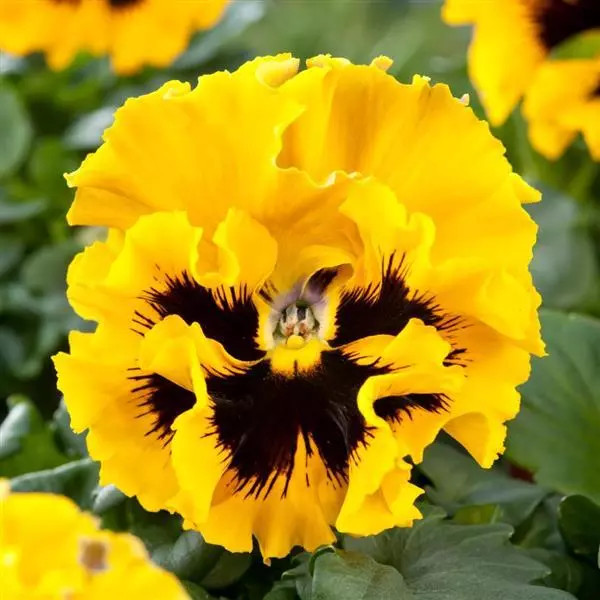 Panselute Frizzle Sizzle H Yellow (25 seminte), panselute galbene ondulate, Seklos
