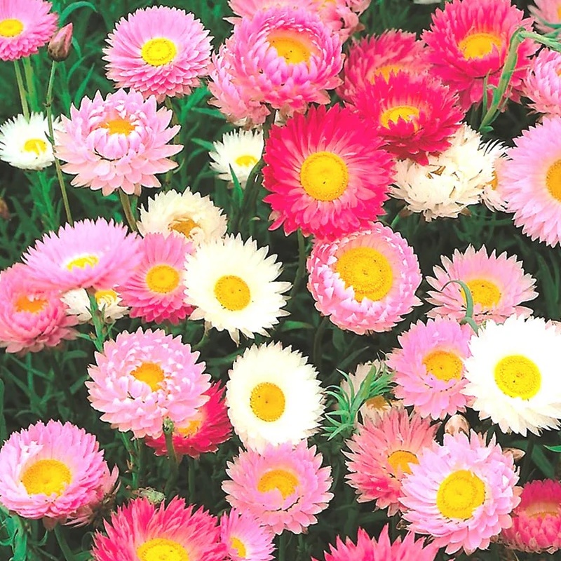 Paper Daisy (175 seminte) Imortele flori colorate, pentru buchete uscate, Seklos