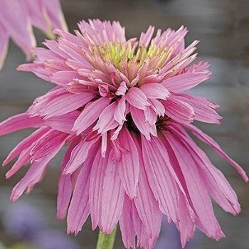 Paradiso Super-Duper (15 seminte) Echinacea perena, flori semi-batute roz, Seklos
