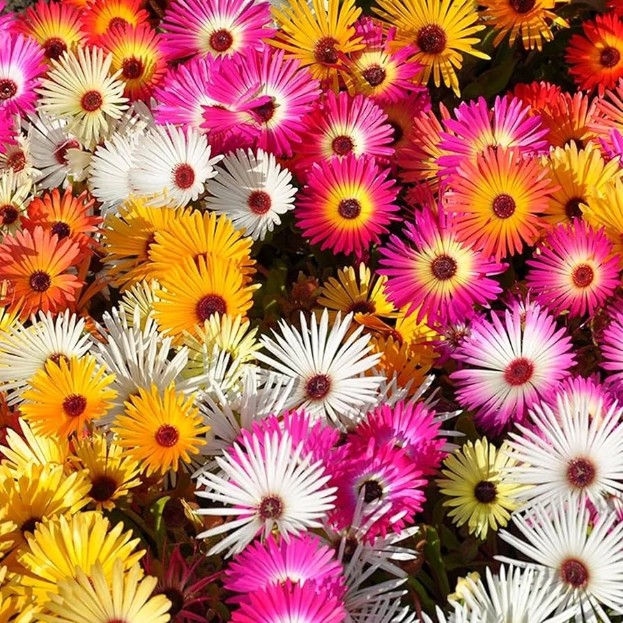 Pastel Livingstone Daisy (500 seminte) Floare de Cristal asemanatoare margaretelor, culori pastelate, Seklos