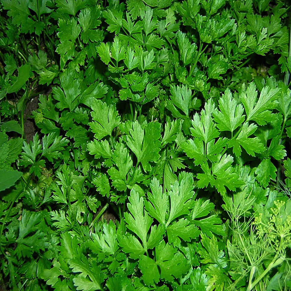 Patrunjel Gigant Italian (500 gr) patrunjel rezistenta la frig verde intens si aroma autentica, Opal
