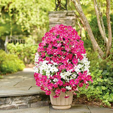 Petunie Curgatoare Cascada Hibrid (400 seminte) Petunia cascada, Florian
