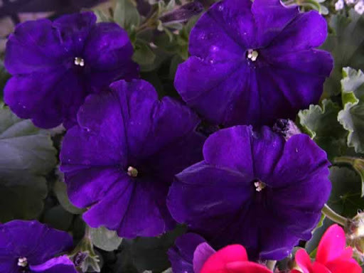 Petunie mov (500 seminte) flori mari, violet, inflorire abundenta, Agrosem