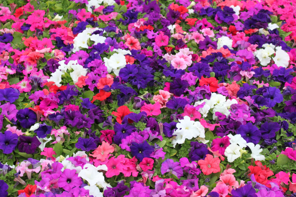 Petunie pitica mix (0,2 g), seminte de petunii pitice pentru jardiniere si ghivece, in diferite culori, Opal
