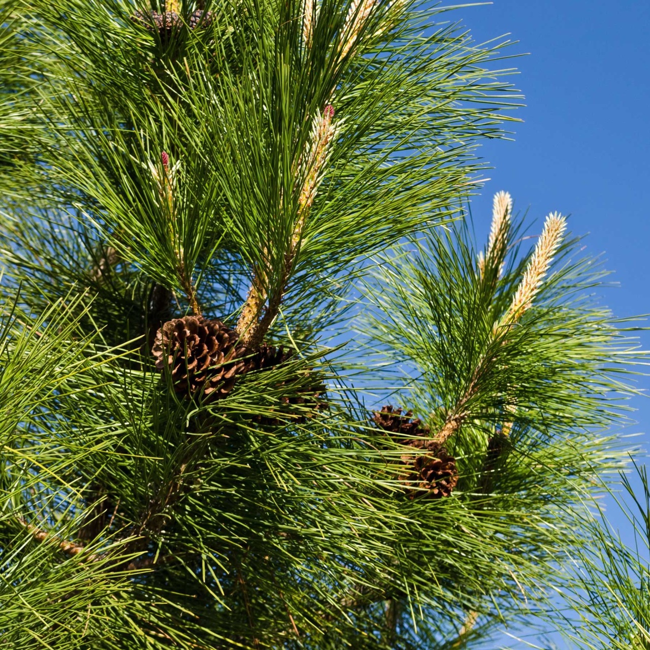 Pin Auriu (20 seminte) Ponderosa Pine - Pinus ponderosa, cea mai mare specie de pin, ace foarte lungi, Saflax
