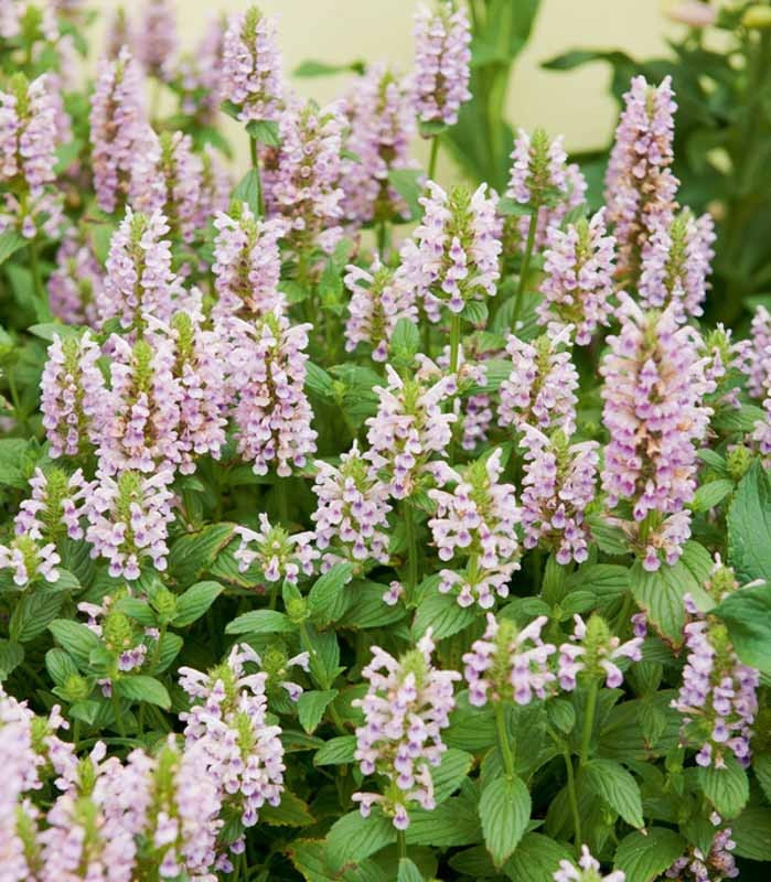 Pink Panther (30 seminte) Nepeta perena cu flori roz, inflorire abundenta, Seklos