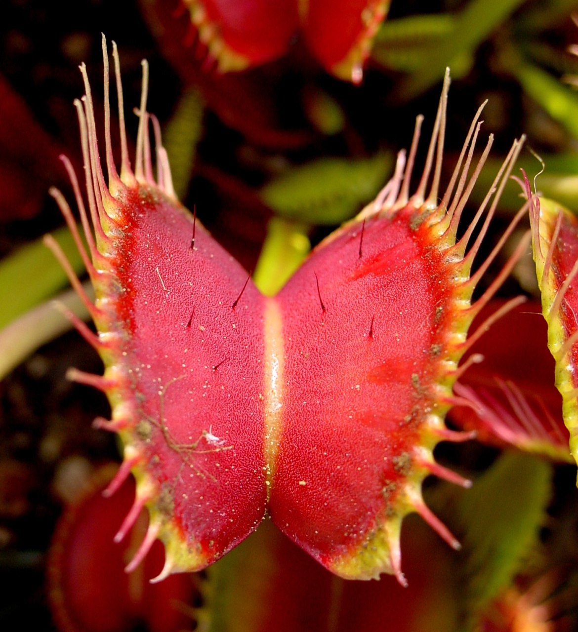 Planta Carnivora - Venus Fly Trap (10 seminte) Dionaea muscipula, frunze mobile, capcane de insecte, Saflax