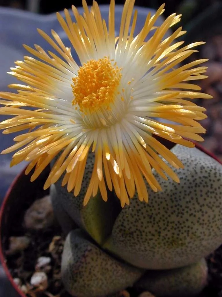 Planta suculenta Granit Viu (40 seminte) Living Granite - Pleiospilos nelii, aspect interesant, flori cu parfum de nuca de cocos, Saflax
