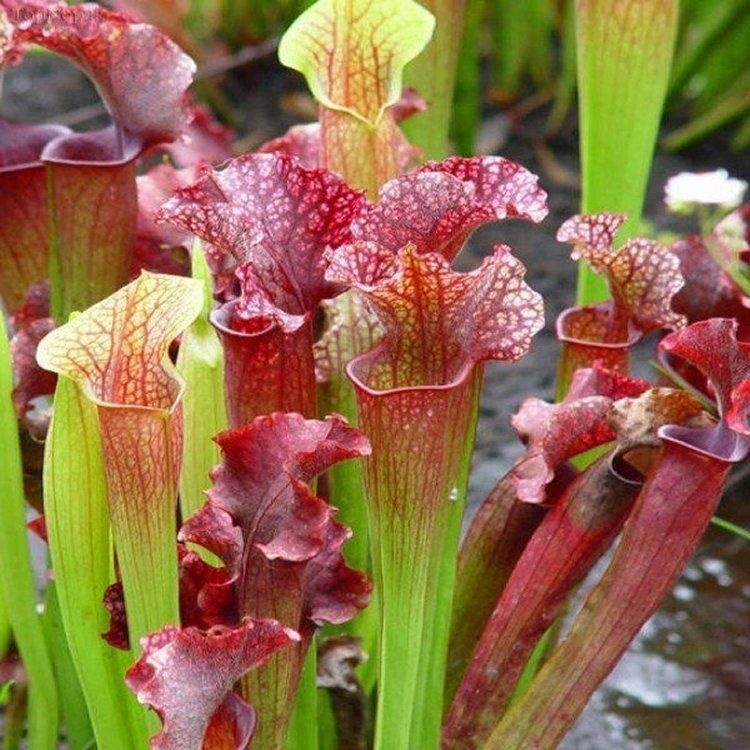 Plante Carnivore mix - Pitcher Plant (10 seminte) Sarracenia flava / S. purpurea, forma de ulcior, culori galben verzui si rosie, Saflax