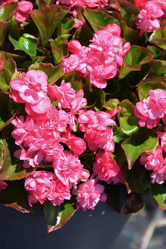 Rausva Feja F1 (30 seminte) Begonia semperflorens hybrid flori duble roz aprins, Sekluva