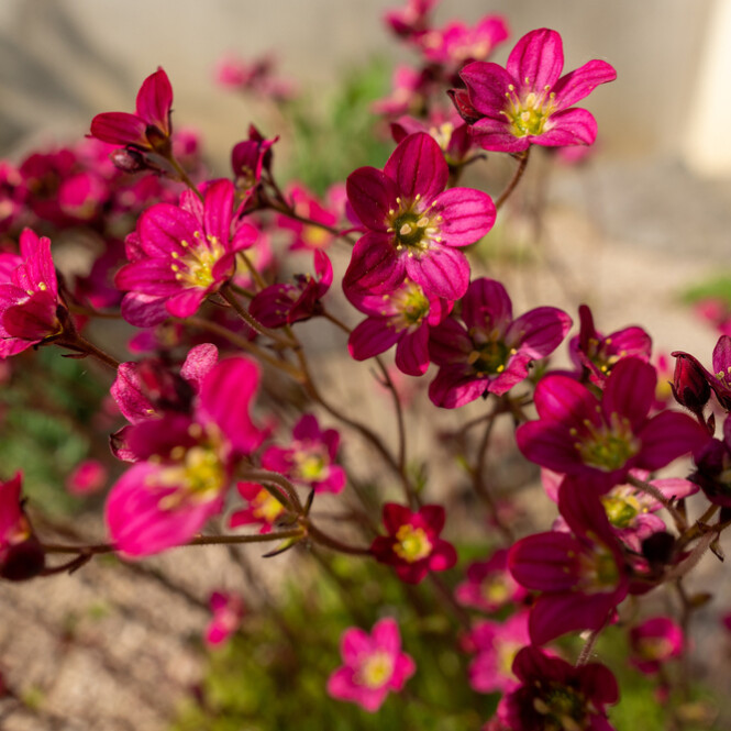 Rocco Red Saxifraga (30 seminte) plante alpine rosii specifice zonelor de munte, Seklos