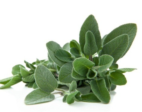 Salvie Medicinala (100 seminte) planta medicinala, Agrosel