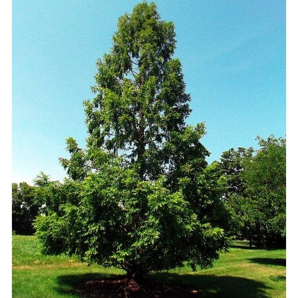 Sequoia Zorilor (60 seminte) Dawn Redwood - Metasequoia glyptostroboides, arbore pe cale de disparitie, preistoric, Saflax