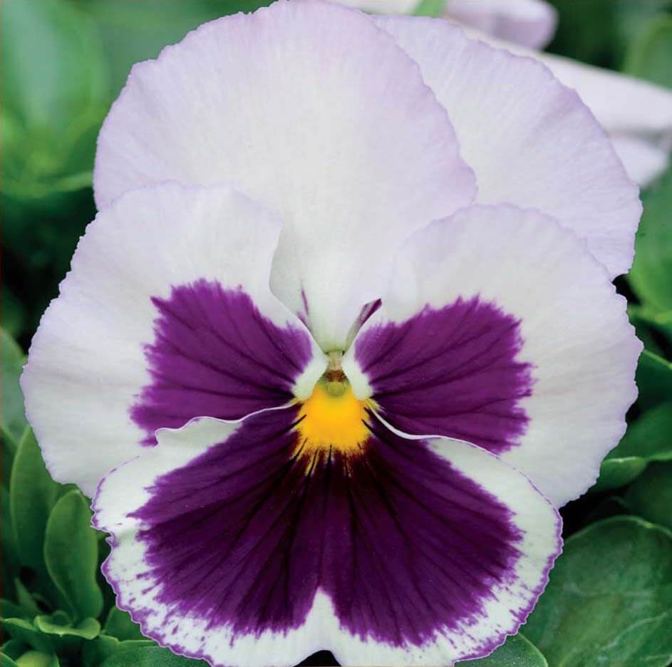 Spanish Eyes (220 seminte) Panselute flori bicolore, alb-violet, Seklos