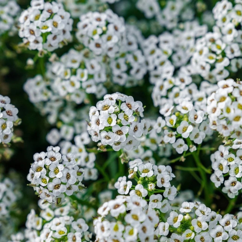 Sweet Alyssum Snowcloth (2500 seminte) Alyssum flori pitice, albe, placut parfumate, Seklos
