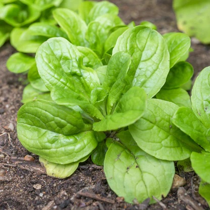 Trophy BIO (600 seminte) Salata Mielului-Fetica BIO, frunze aromate, crestere rapida, Seklos