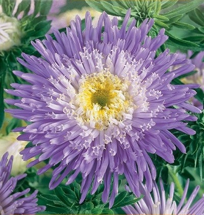 Zefir (1 gr) seminte Ochiul Boului princess flori batute, combinatie de violet, crem, galben, Toraf