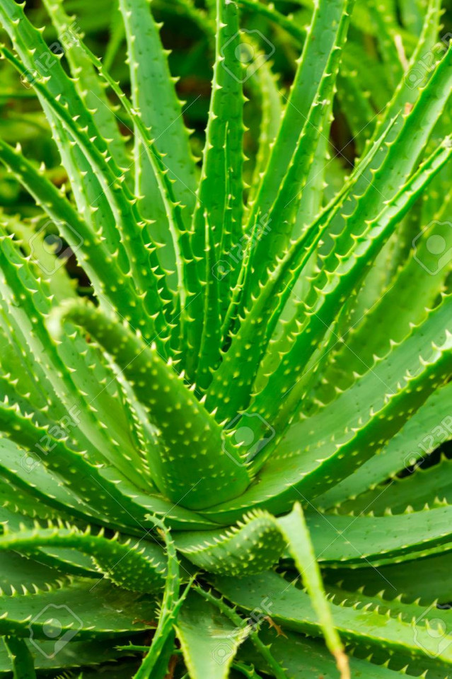 Aloe Vera (8 seminte) planta terapeutica cu efect antireumatic si antiinflamator, Agrosel