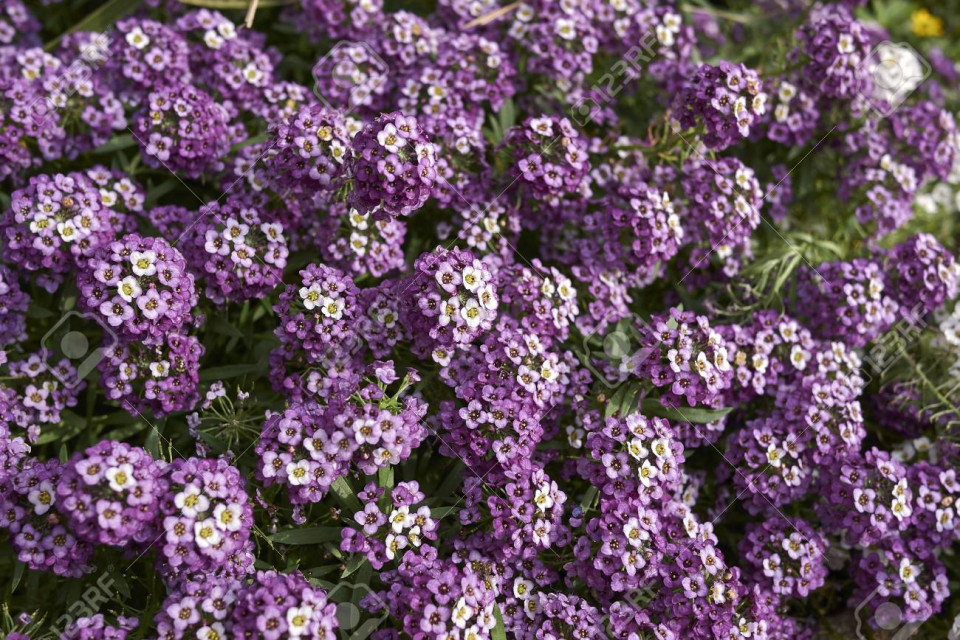 Alyssum violet (0.15 gr) seminte de alyssum violet planta perena, inflorescente violet, globulare, foarte atractive, Agrosem