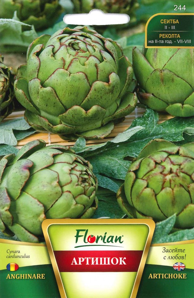 Anghinare (30 seminte) planta perena anghinare carnoasa, aromata, Florian