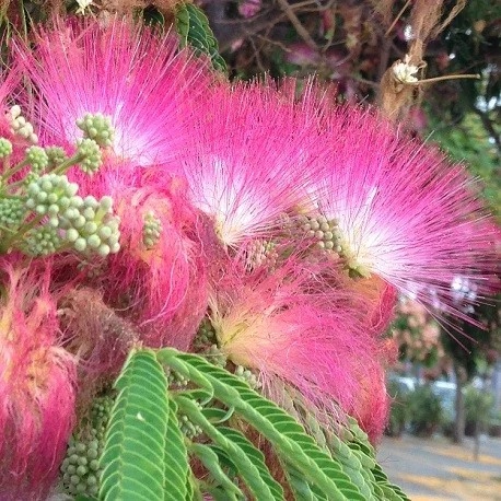 Arbore de Matase (50 seminte) Pinc Acacia - Albizia julibrissin, flori roz, parfumate, pufoase, Saflax