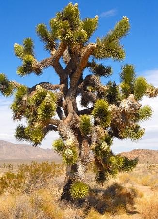 Arborele Iosua (10 seminte) Joshua Tree - Yucca brevifolia, arbore decorativ vesnic verde, crestere lenta, Saflax