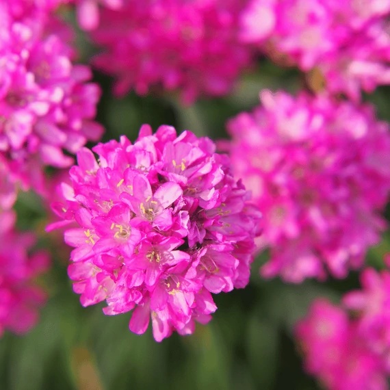 Armeria Maritima Morning Star (0.2 gr) seminte planta perena mica potrivita pentru stancarii si borduri de flori, Opal