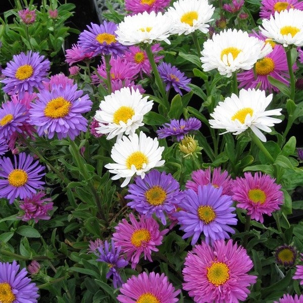 Aster Alpin (350 seminte) Aster alpinus planta perena , flori colorate, Seklos
