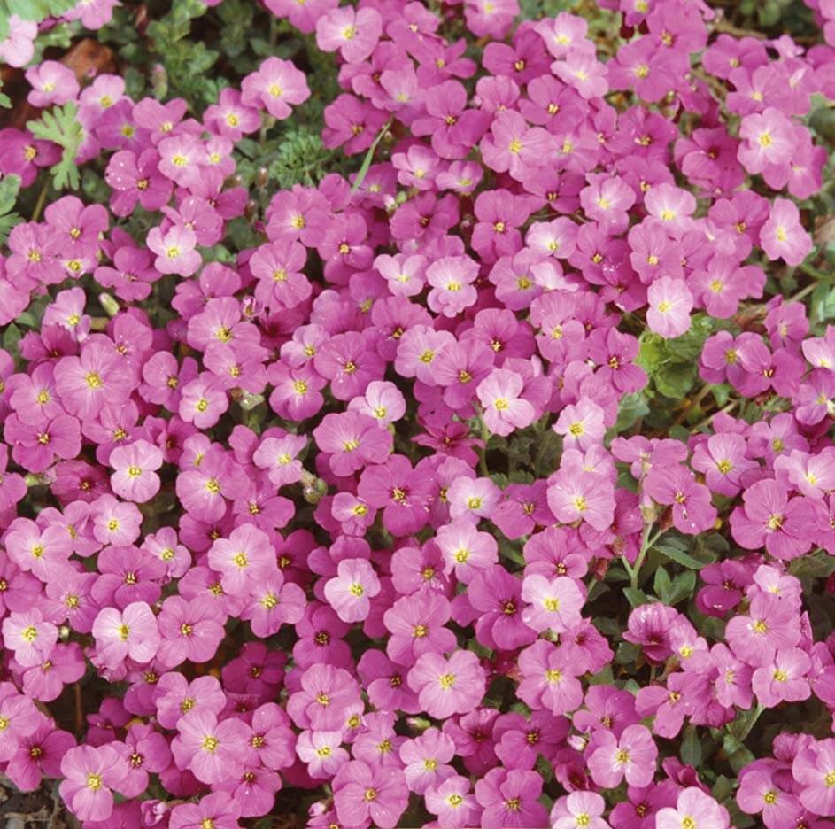 Aubrieta Hybrid Leishtlinii (200 seminte) Aubrieta flori mici roz, plante perene acoperitoare de sol, Seklos