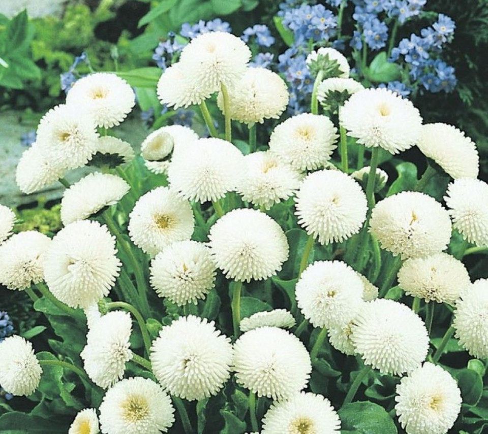 Banutei albi (0.05 gr) seminte de flori planta anuala cu multe ramificatii, Agrosem
