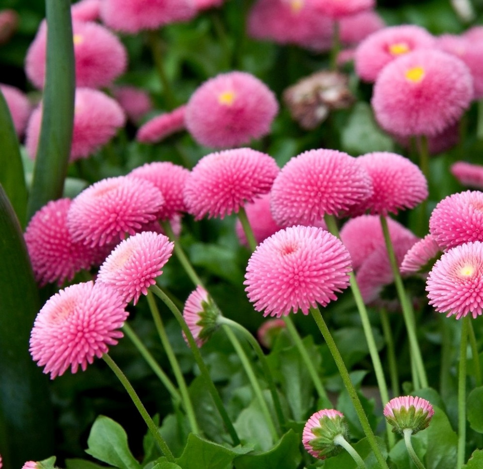 Banutei Pomponette Pink (300 seminte) Bellis perennis flori pompon roz, Agrosem