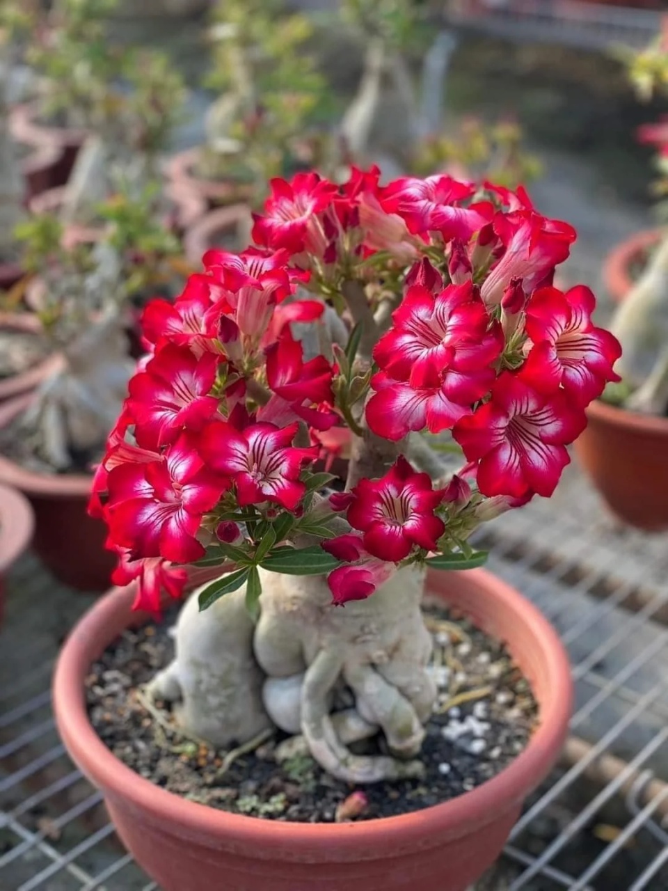 Bonsai Trandafirul Desertului (8 seminte) Bonsai Desert Rose - Adenium obesum, flori mari roz, Saflax