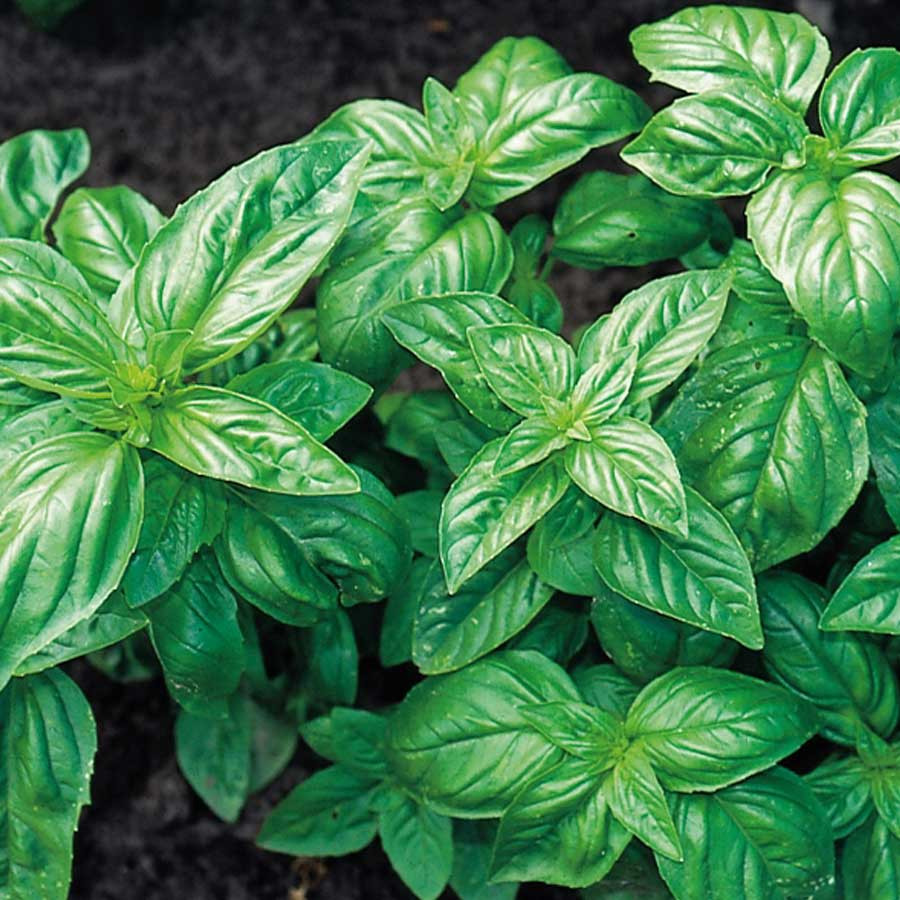 Busuioc Bio Italiano Classico (0.5 gr) seminte eco de busuioc frunze mari, Seklos