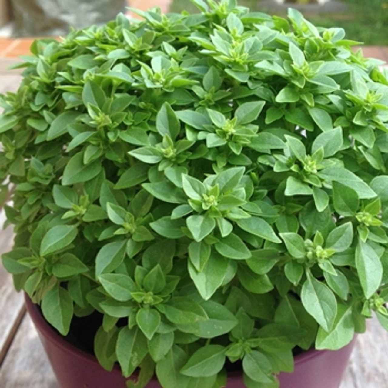 Busuioc Bio Marseillais (0.3 gr), seminte eco busuioc pitic frantuzesc, aroma puternica, Seklos